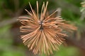 Photo of dried up pine branch in close up