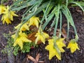 Drooping Yellow Daffodils in the Rain