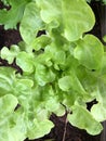 Photo of Drunken woman lettuce