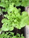 Photo of Drunken woman lettuce