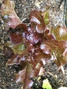 Photo of Drunken woman lettuce