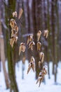 Photo of the dry leaves in the forest in winter