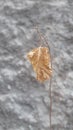 photo of dry leaves trying to stay alive and firmly attached to the tree. photography of dried leaves and trees.
