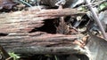 Photo of dry rotted wood. Royalty Free Stock Photo