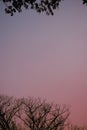 dry tree branches silhouetted at sunset Royalty Free Stock Photo