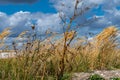 A photo of dry weed and a background of wild grass and a dramatic sky with dark clouds