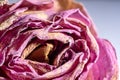 photo of a dry, withered pink rose, distinct petal texture