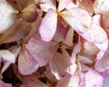 photo of a dry, withered pink rose, distinct petal texture
