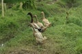 Photo of 4 ducks looking for food