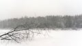 Photo in dull tones of a lonely tree fallen on the ice of the river in winter in a Blizzard against the snow-covered forest Royalty Free Stock Photo