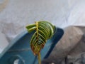 photo of dwarf and unique coconut leaves taken from the garden