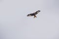 Photo of an eagle soaring high in the sky Royalty Free Stock Photo