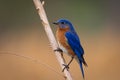 Photo of an eastern bluebird male on a branch Royalty Free Stock Photo