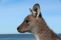 Kangaroo looking out over the ocean Royalty Free Stock Photo