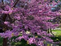 Eastern Redbud Flowering Tree and Green Grass Royalty Free Stock Photo