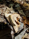 Eastern Tent Caterpillar on a Leaf Royalty Free Stock Photo