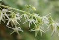 Photo of Echinocystis flower