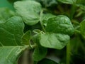 Photo of eggplant leaves that look green and fresh