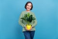 Photo of elder white hair pretty lady hold flower wear green jumper isolated on blue color background Royalty Free Stock Photo