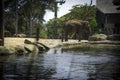 Elephant In Sydney Zoo Austalia