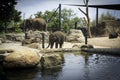 Elephant In Sydney Zoo Austalia