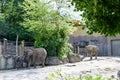 Photo of elephants at the zoo Royalty Free Stock Photo