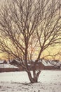 Photo of empty walnut tree with bare crown in winter