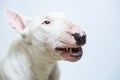 English Bull Terrier white dog is furious and angry closeup.Beautiful doggy, pet concept, domestic animal.