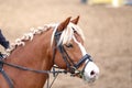 Head shot closeup of a show jumper horse outdoors