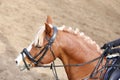 Head shot closeup of a show jumper horse outdoors