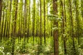 Eucalyptus forest