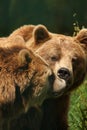 Photo of a European Brown Bear Royalty Free Stock Photo