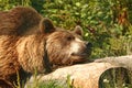 Photo of a European Brown Bear