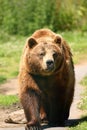 Photo of a European Brown Bear