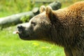 Photo of a European Brown Bear