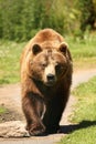 Photo of a European Brown Bear Royalty Free Stock Photo