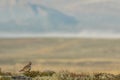 Golden plover Norway