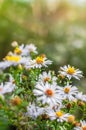 Photo of European michaelmas daisy Aster amellus with blurred bokeh background. Alpine aster, family Asteraceae