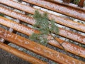 Evergreen Needles on a Park Bench Royalty Free Stock Photo