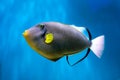 Photo of exclusive Triggerfish Royalty Free Stock Photo