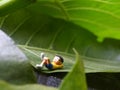 Photo, Eye Level View 07 July 2019, Sleeping Dreaming Nobi Nobita beyond Green Fresh Leaf, Garden, Jakarta, Indonesia, Studio Shot