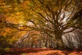 Photo of Fagus sylvatica, Canfaito Royalty Free Stock Photo