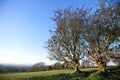 Fairy tree at Hill of Tara, Ireland