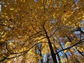 Fall Foliage Tree Canopy in November in Washington DC