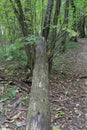 Photo of a fallen dead tree trunk in the forest.