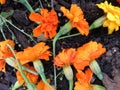 Fallen Orange Marigold Blossoms in August