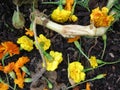 Fallen Orange and Yellow Marigold Blossoms in August in Summer