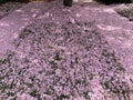 Fallen Pink Kwanzan Cherry Blossoms Covering the Ground