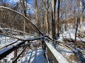 Fallen Winter Tree in January