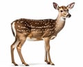 photo of fallow deer Dama dama isolated on white background. Generative AI